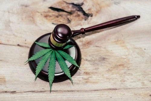 Cannabis Consumption Image