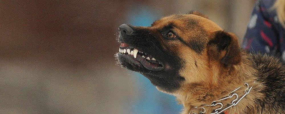 Dog Bite Injury Image