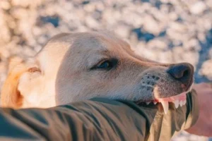 Dog Bite Prevention Image