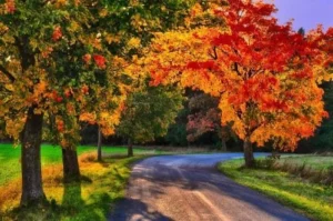 Tips for Safe Autumn Driving Image