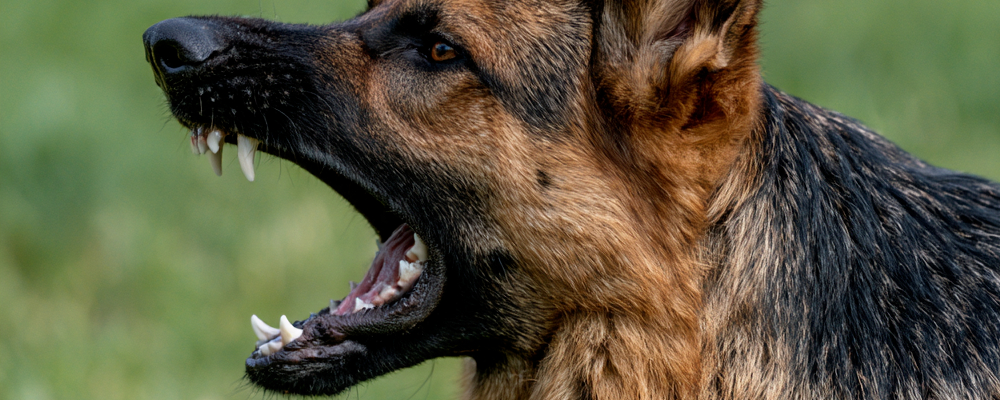 dog bite lawyer in park ridge illinois